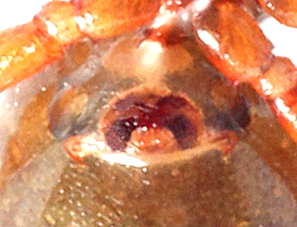 Walckenaeria nudipalpis (Walckenaeria nudipalpis)