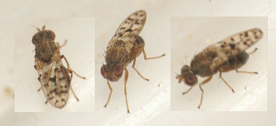 Philygria punctatonervosa (Philygria punctatonervosa)