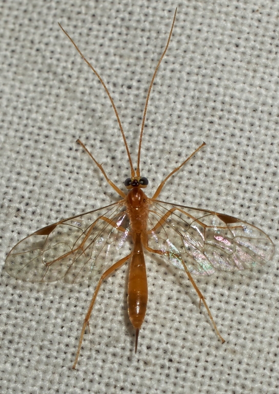 Netelia nigricarpa (Netelia nigricarpa)