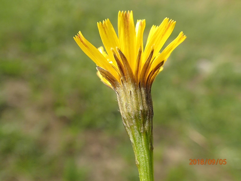 Høst-Borst (Scorzoneroides autumnalis)