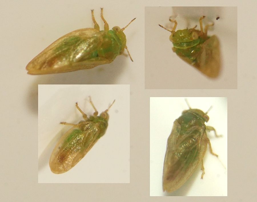 Lyngbladloppe (Strophingia ericae)