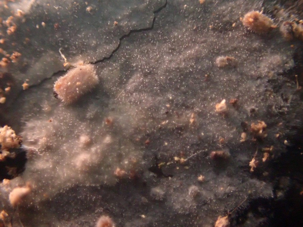 Dunet Kalkskind (Hyphoderma puberum)