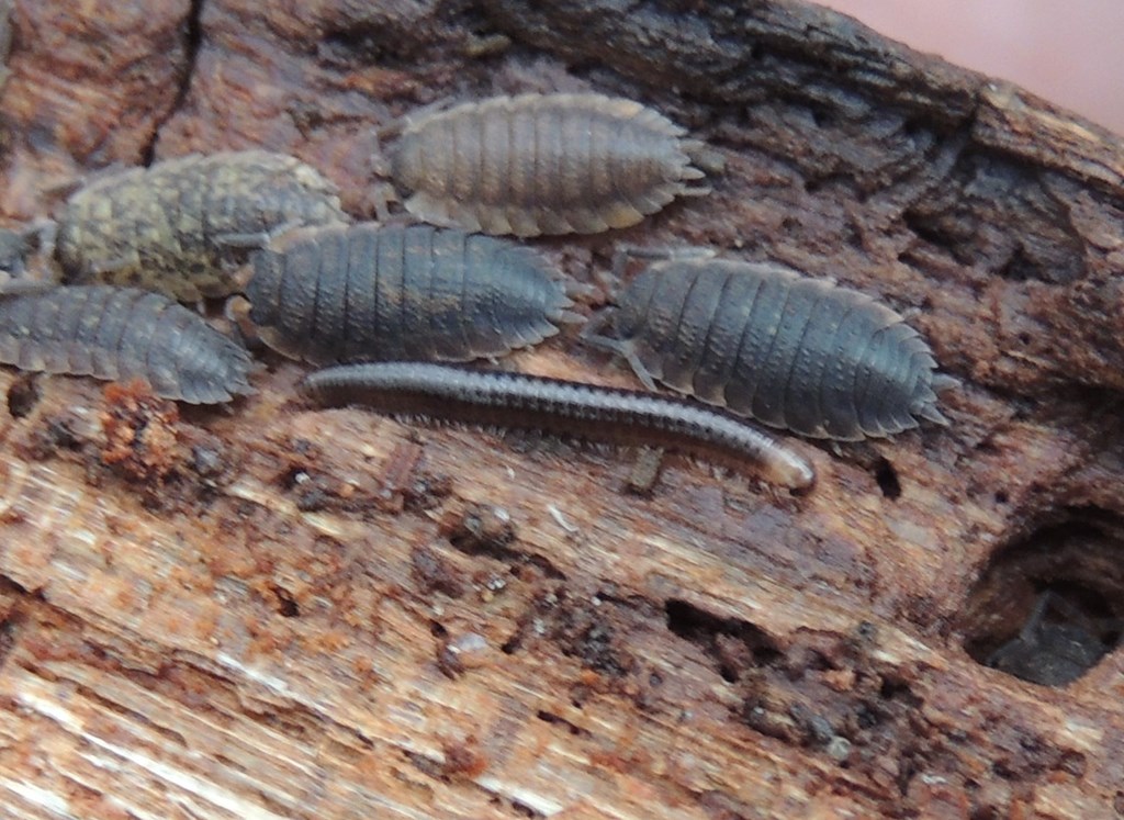 Xestoiulus laeticollis (Xestoiulus laeticollis)