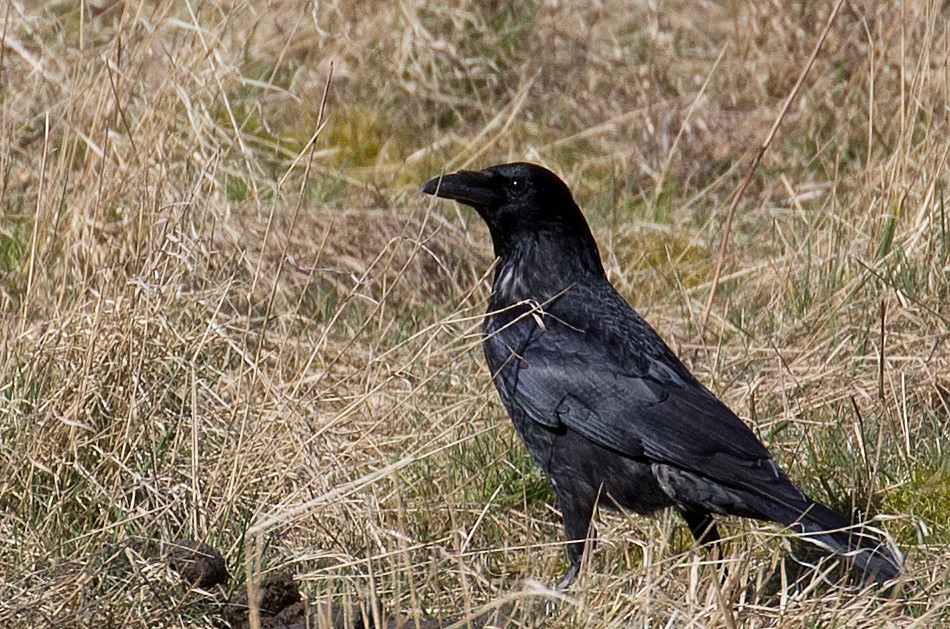 Sortkrage (Corvus corone)