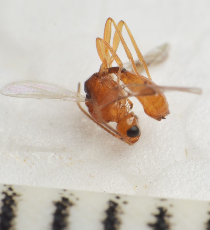 Leiophron reclinator (Leiophron reclinator)