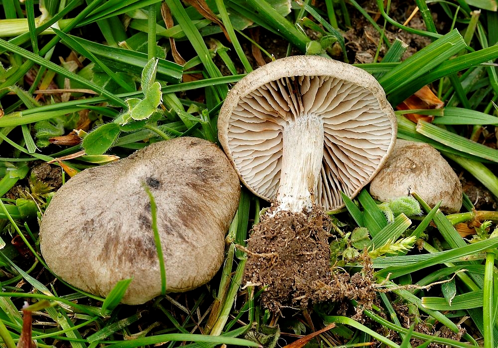 Entoloma opacum (Entoloma opacum)