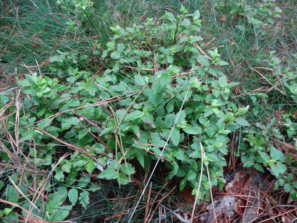 Blåbær (Vaccinium myrtillus)