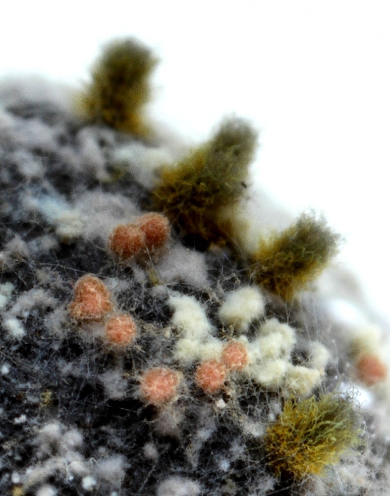 Auxarthron compactum (Auxarthron compactum)