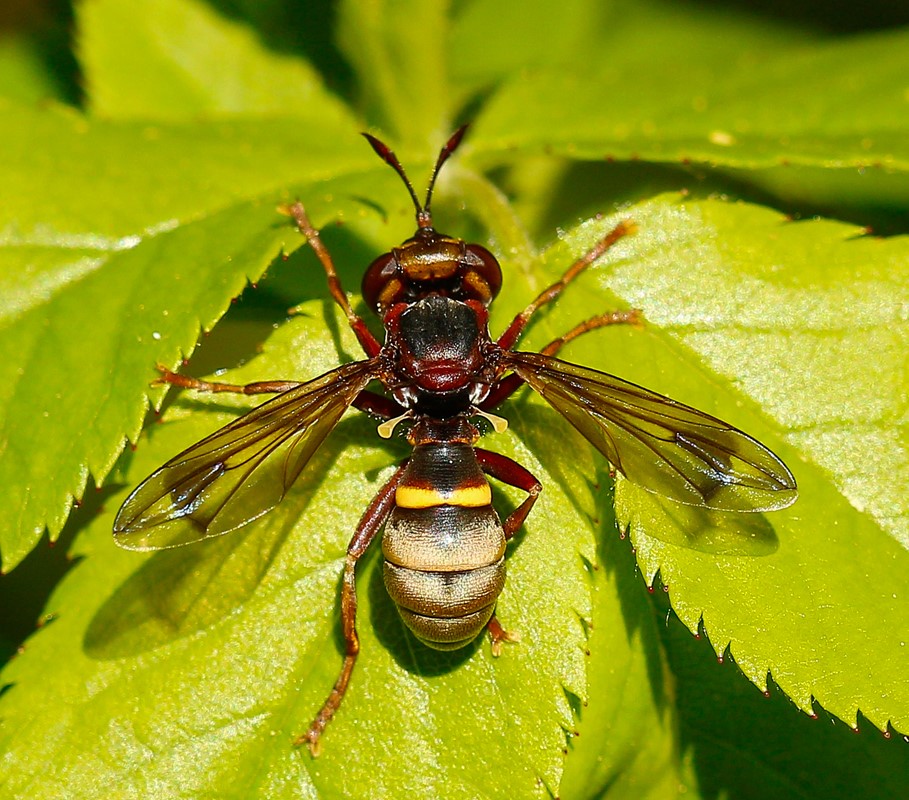 Conops vesicularis (Conops vesicularis)