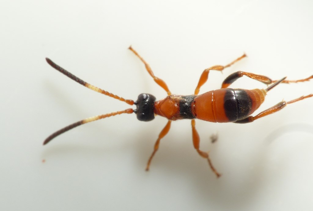 Multifrugthveps (Aptesis nigrocincta)