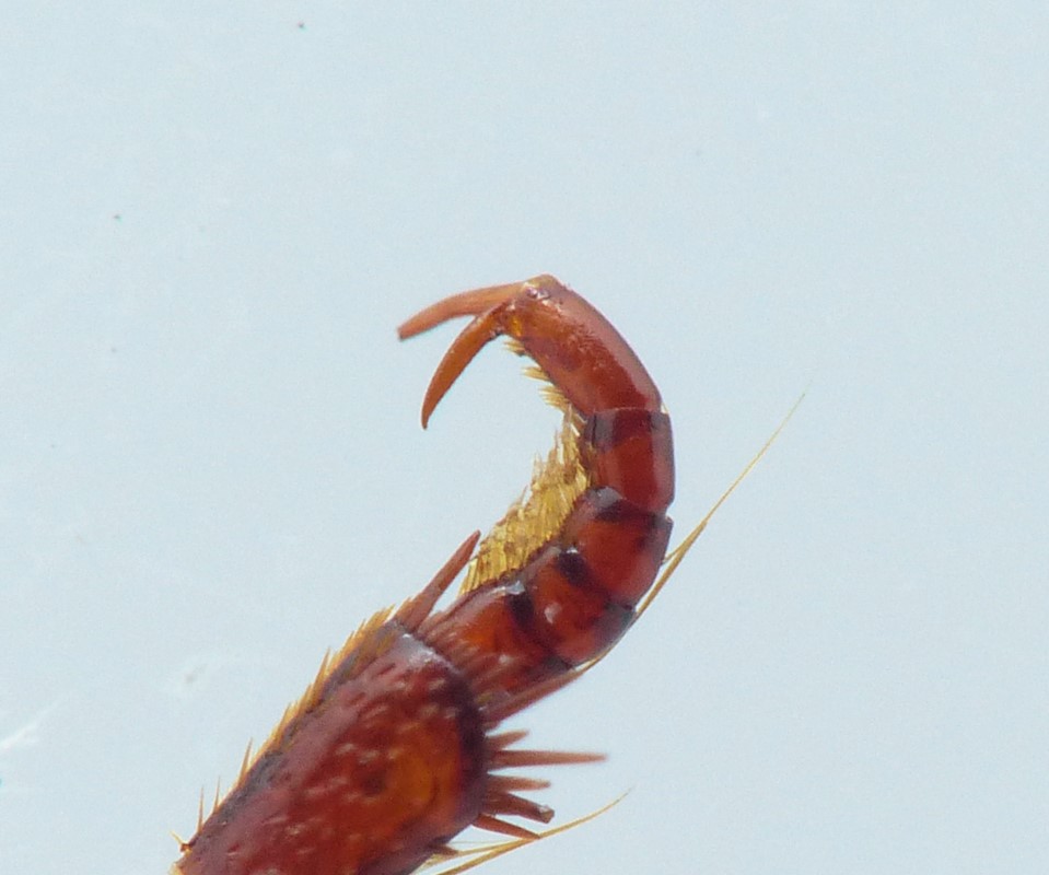 Ilybius guttiger (Ilybius guttiger)