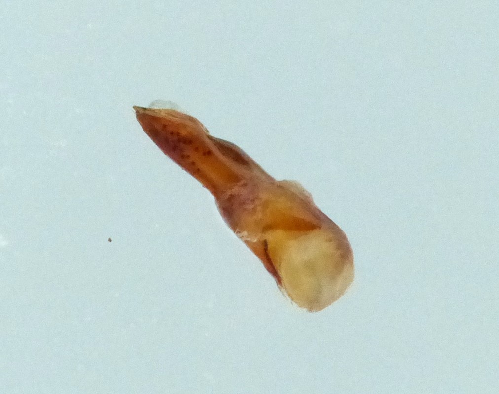 Quedius maurus (Quedius maurus)