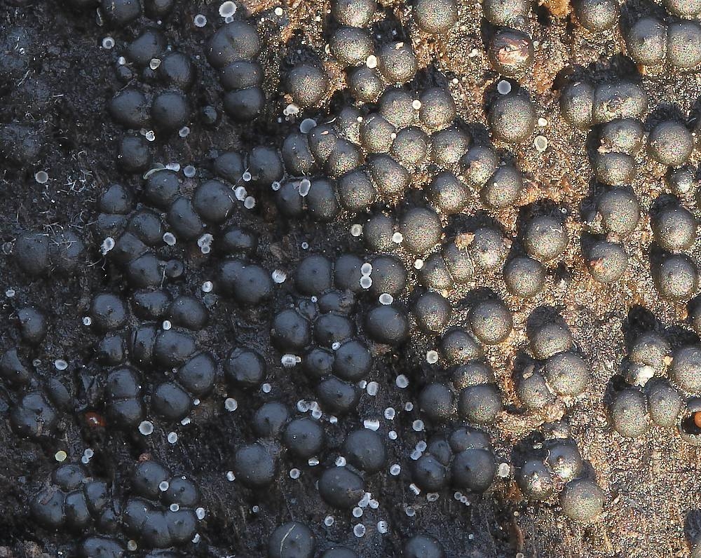 Måtte-Kulkaviar (Rosellinia corticium)