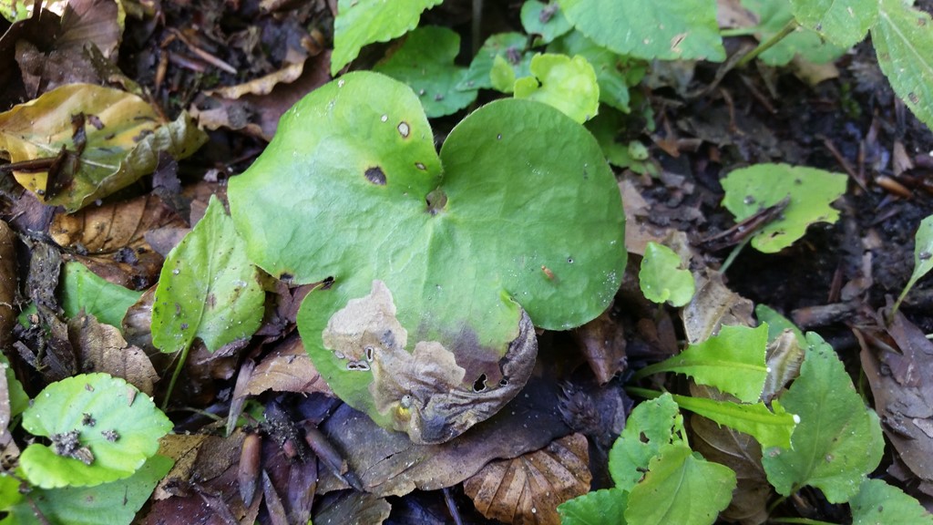 Blå Anemone-minérbladhveps (Pseudodineura mentiens)