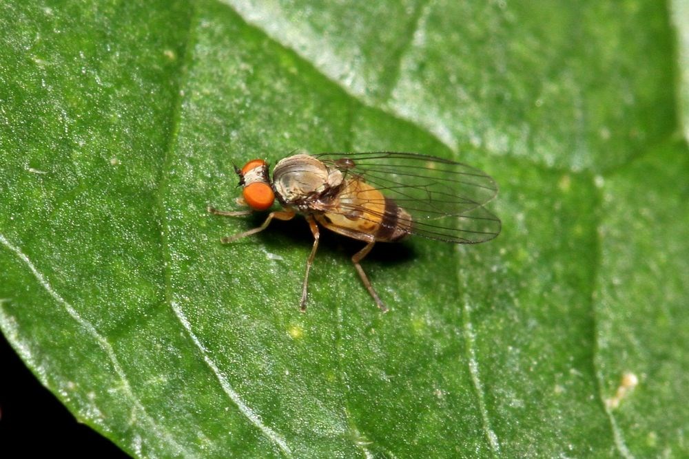 Agathomyia woodella (Agathomyia woodella)