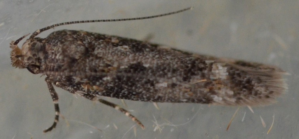 Caryocolum alsinella (Caryocolum alsinella)