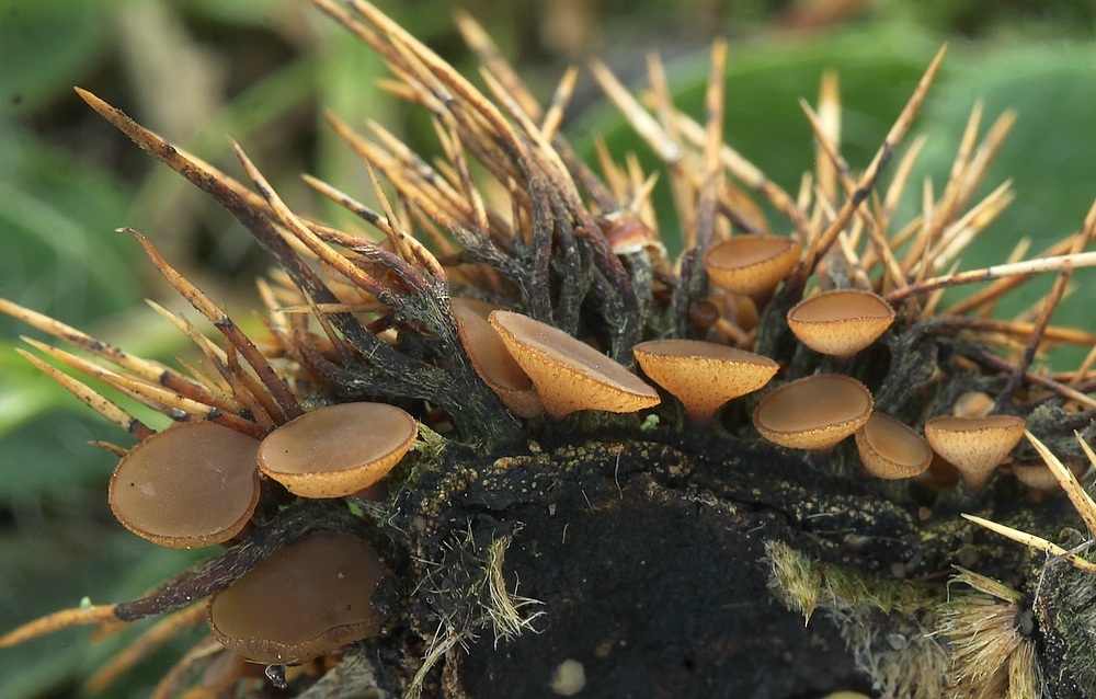 Kastanie-Brunskive (Rutstroemia echinophila)