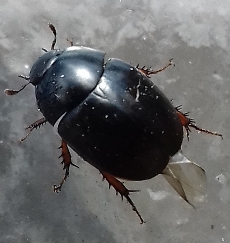 Sphaeridium marginatum (Sphaeridium marginatum)