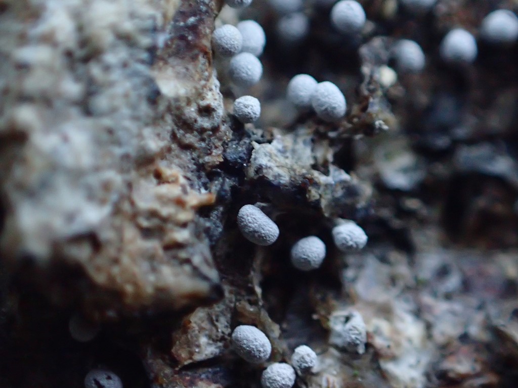 Physarum leucopus (Physarum leucopus)