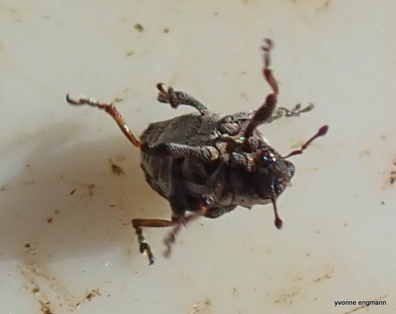 Pelenomus canaliculatus (Pelenomus canaliculatus)