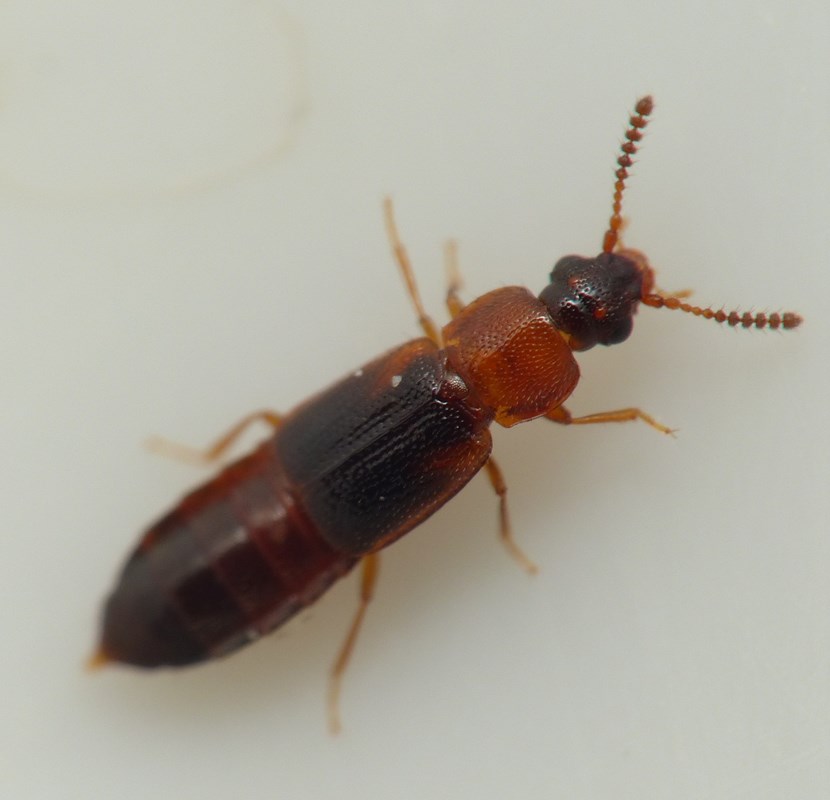 Phyllodrepa Phyllodrepa ioptera - Observation NB-1958130 - Naturbasen