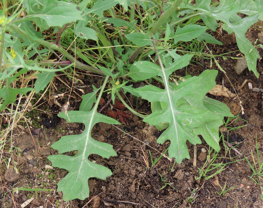 Glat Vejsennep (Sisymbrium irio)
