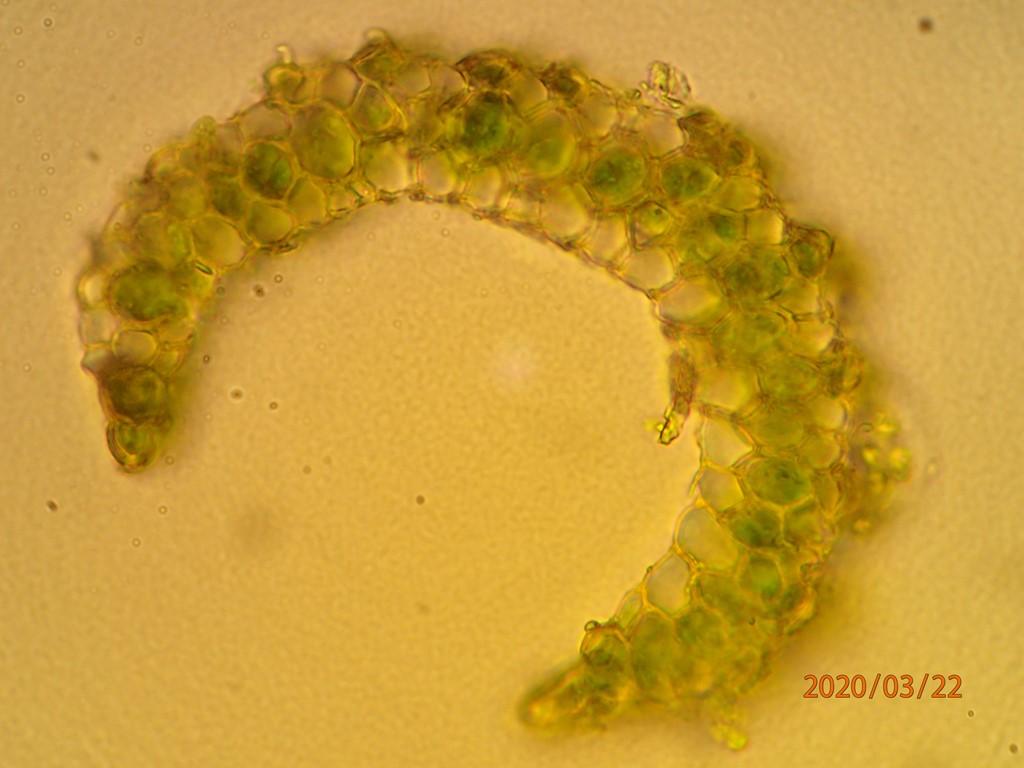 Skov-Ribbemos (Paraleucobryum longifolium)