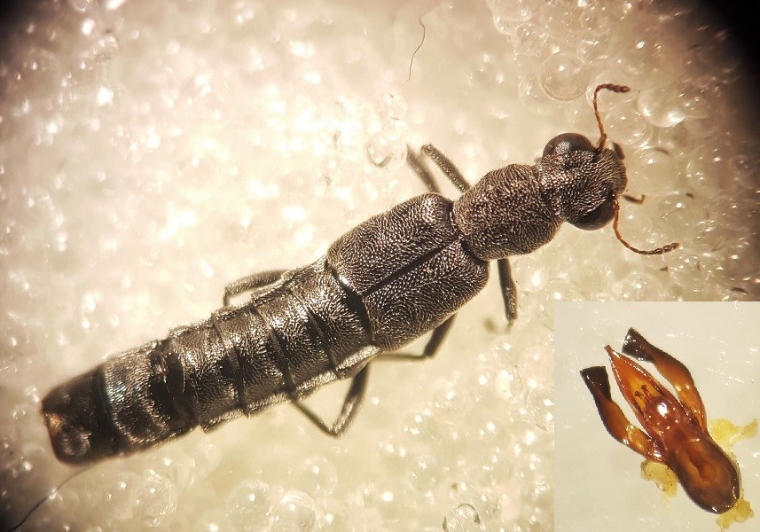 Stenus pubescens (Stenus pubescens)