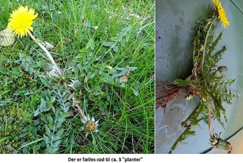 Bredbladet Vejmælkebøtte (Taraxacum latissimum)