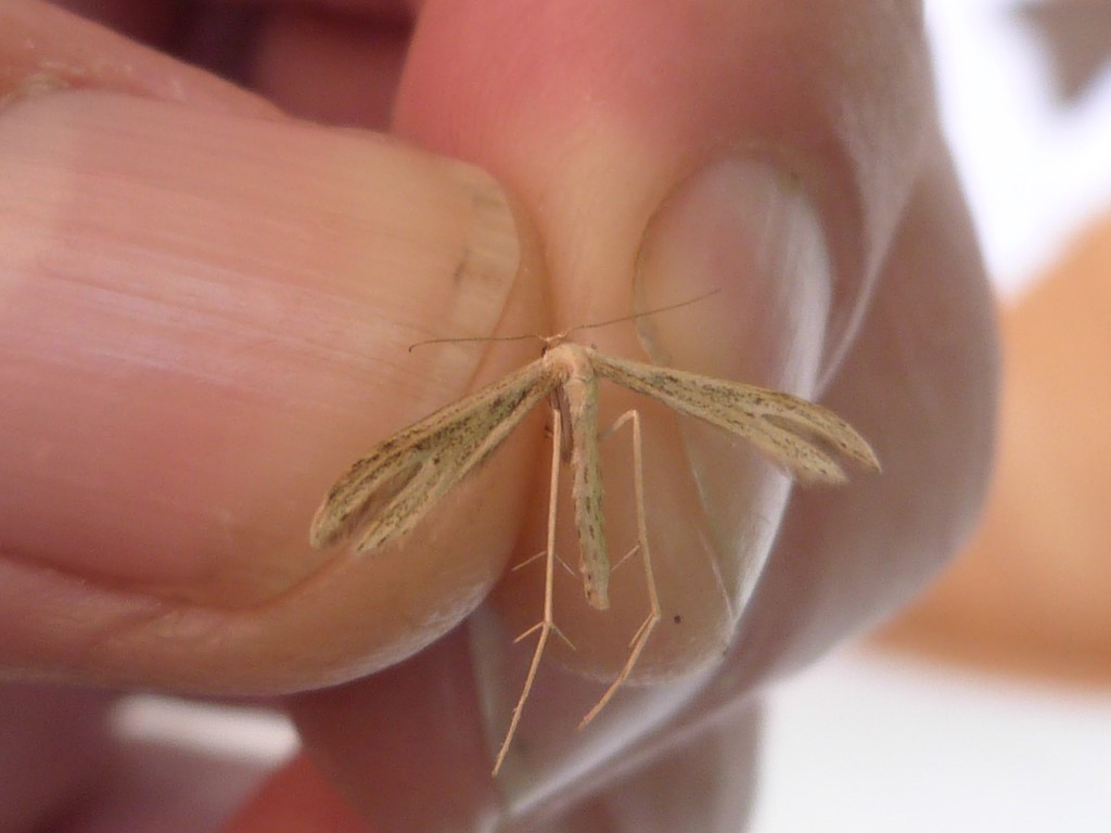 Hellinsia tephradactyla (Hellinsia tephradactyla)