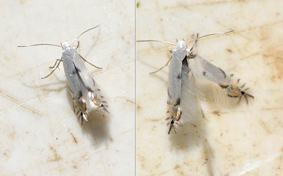 Aspeminérmøl (Phyllocnistis labyrinthella)