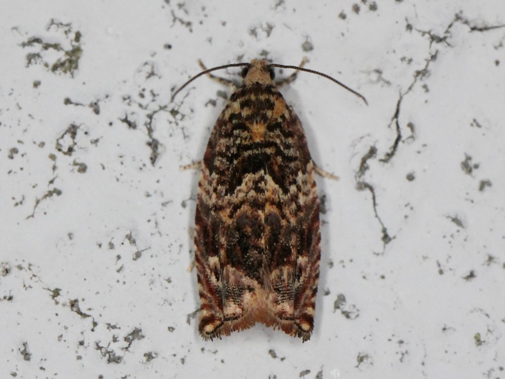 Gypsonoma minutana (Gypsonoma minutana)