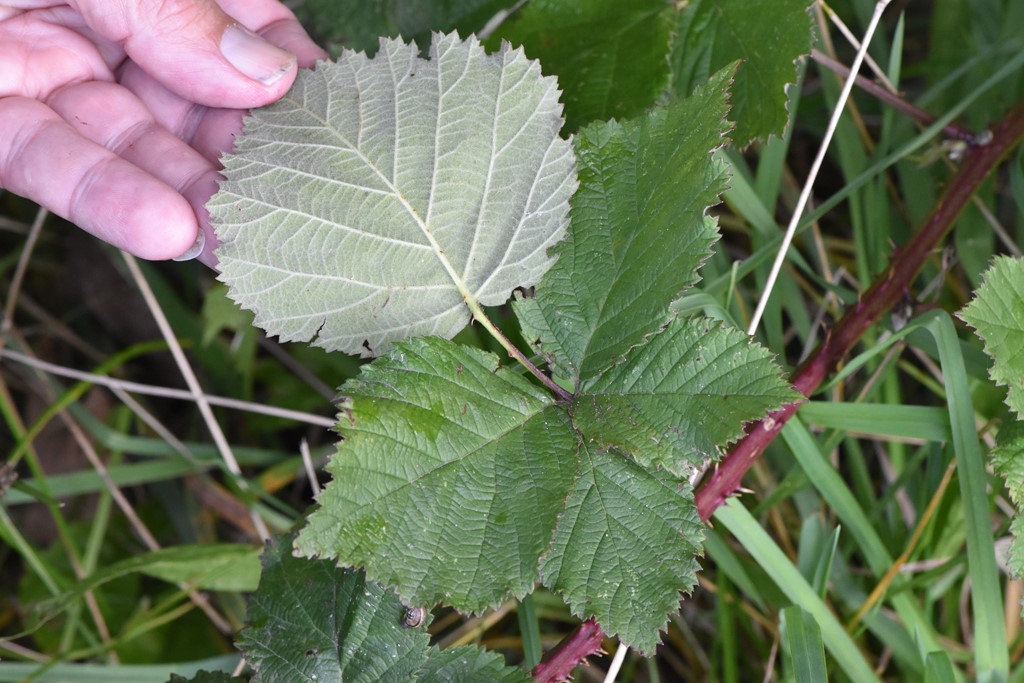 Wahlbergs Hasselbrombær (Rubus wahlbergii)