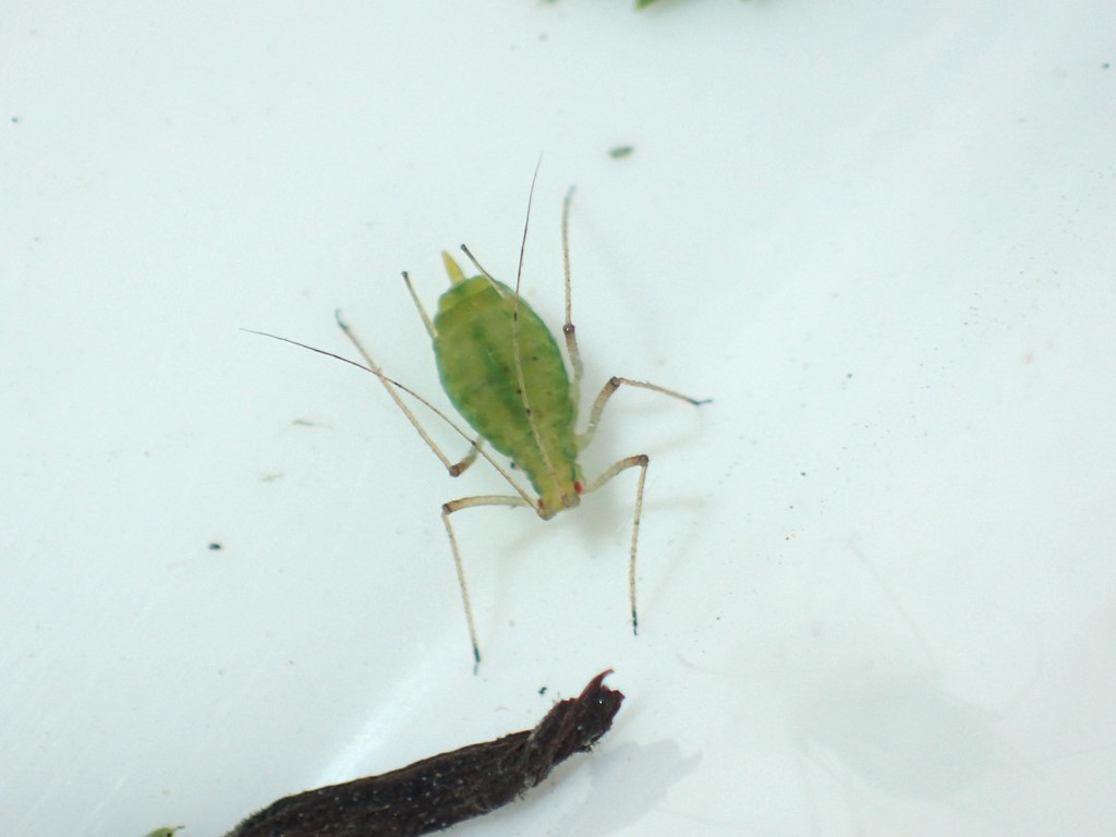 Macrosiphoniella persequens (Macrosiphoniella persequens)