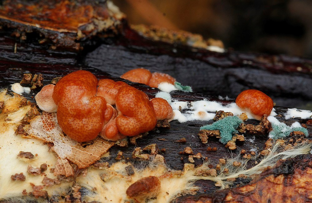 Rosabrun Kødkerne (Trichoderma europaeum)