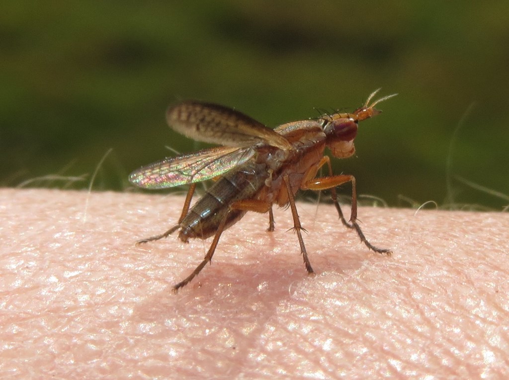 Limnia paludicola (Limnia paludicola)