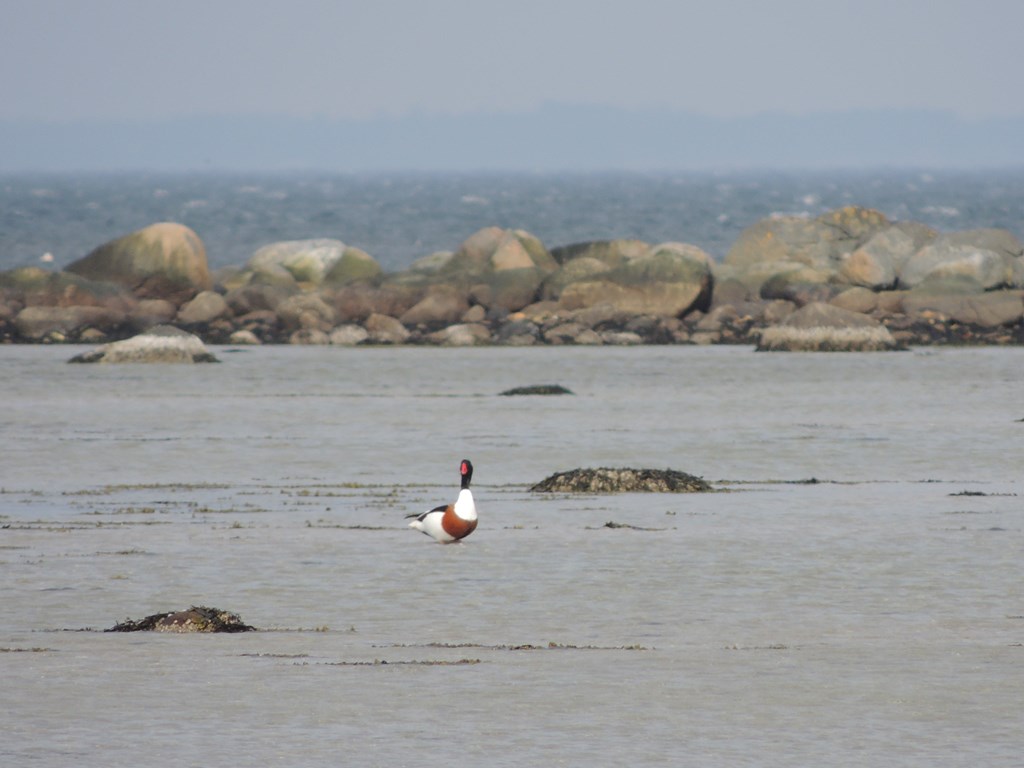 Gravand (Tadorna tadorna)