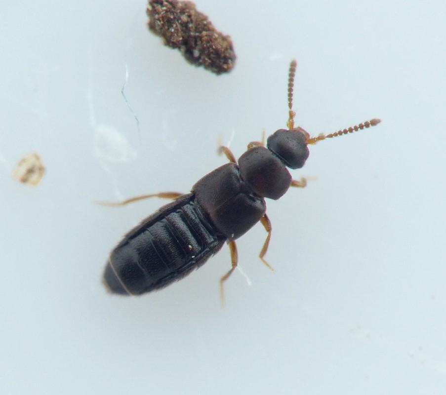 Dochmonota clancula (Dochmonota clancula)
