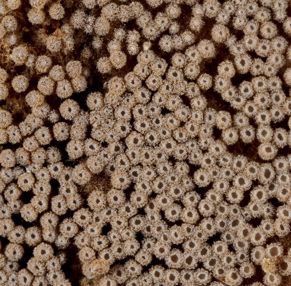 Almindelig Læderskål (Merismodes anomala)