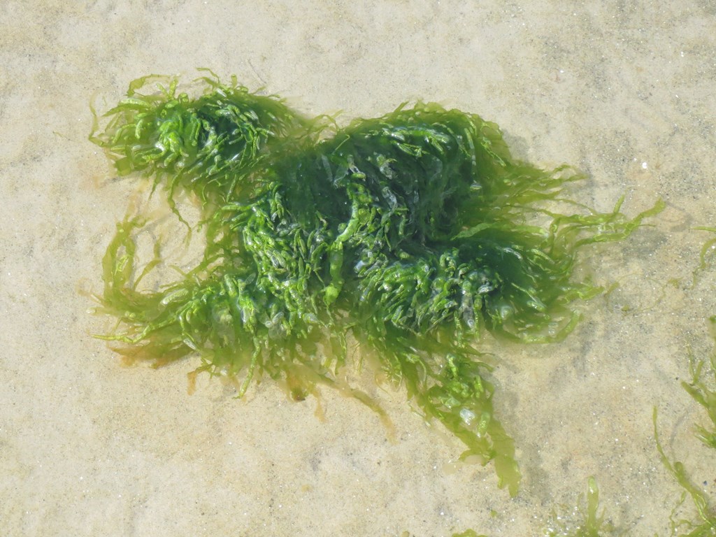 Fingrenet Rørhinde (Ulva procera)