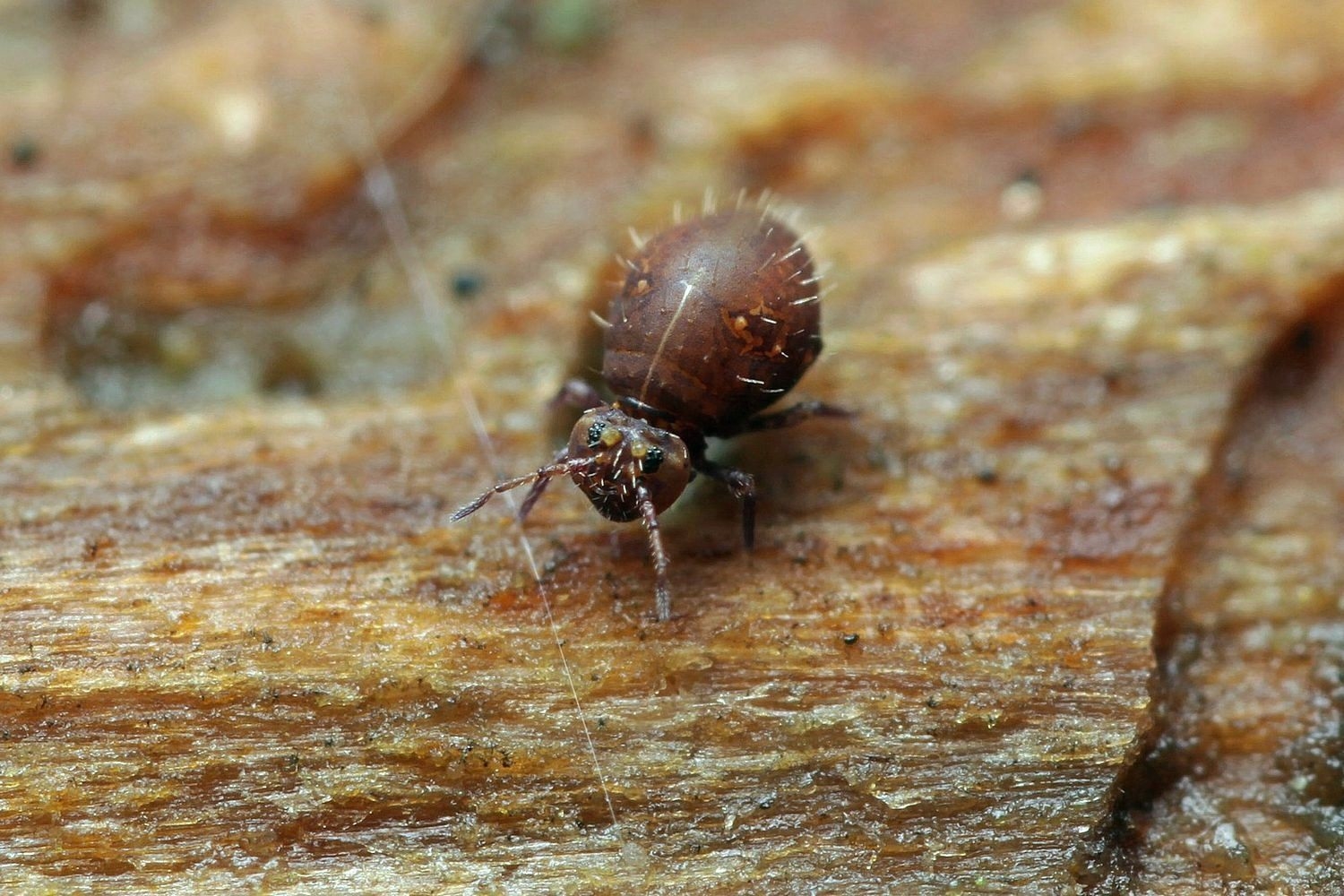 Lipothrix lubbocki (Lipothrix lubbocki)