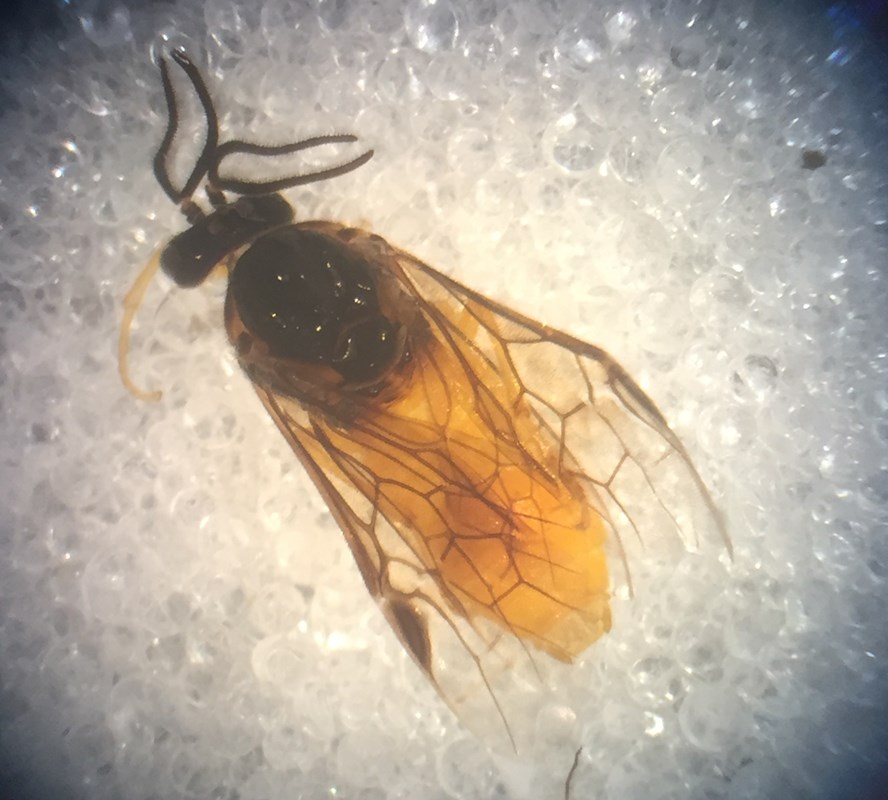 Aprosthema sp. (Aprosthema sp.)