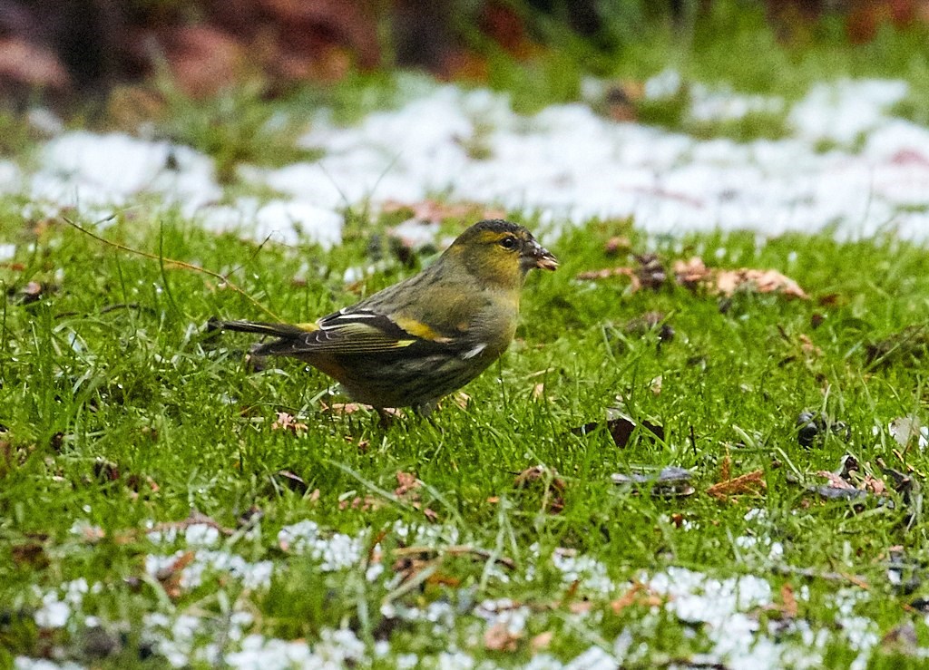 Grønsisken (Carduelis spinus)