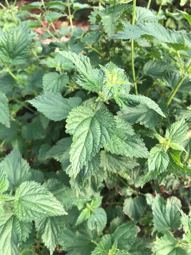 Stor Nælde (Urtica dioica)