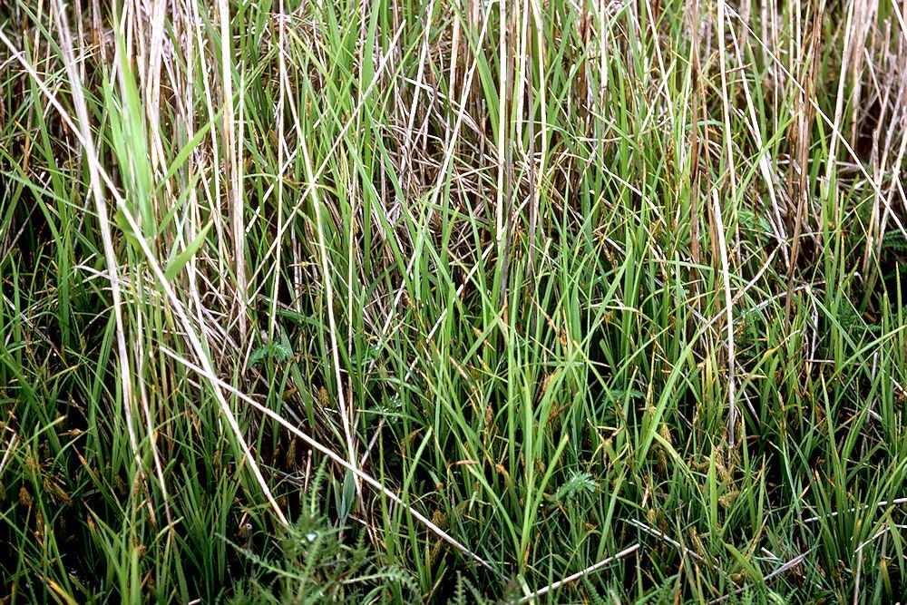 Strand-Star (Carex paleacea)