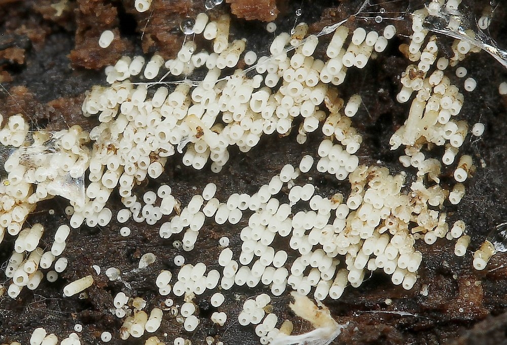 Glat Hængerør (Henningsomyces candidus)