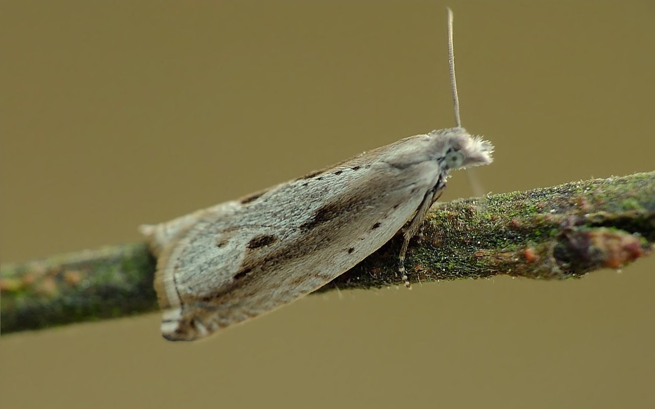 Krybende Pilseglvikler (Ancylis subarcuana)