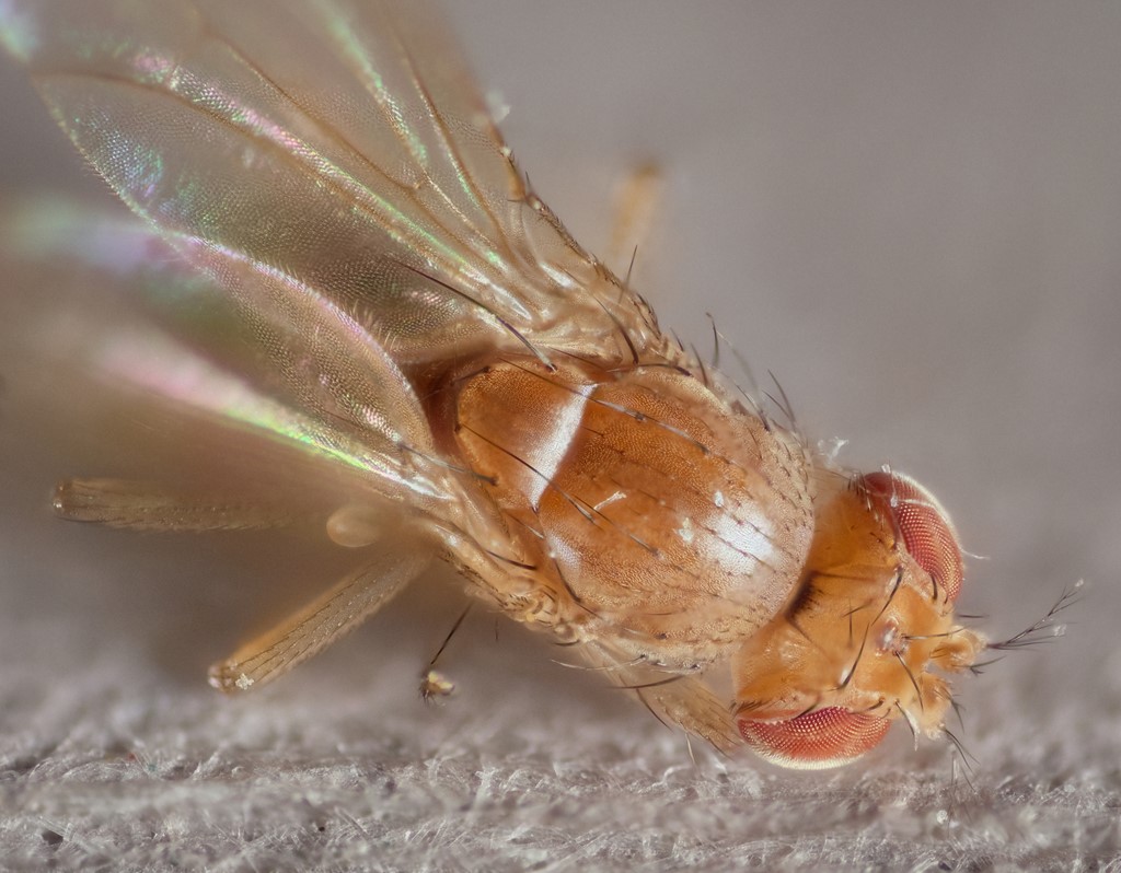 Lordiphosa fenestrarum (Lordiphosa fenestrarum)