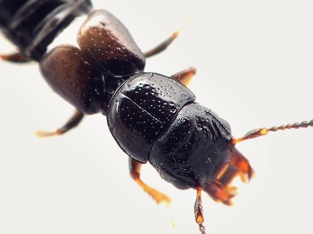 Platystethus nitens (Platystethus nitens)