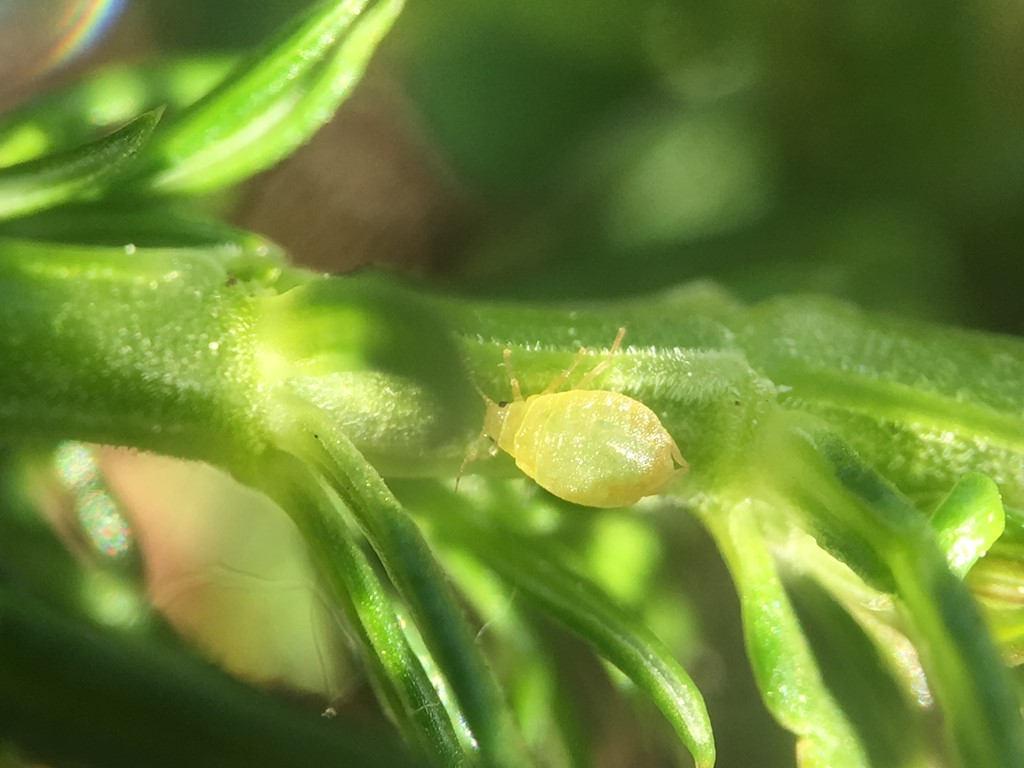 Hydaphias hofmanni (Hydaphias hofmanni)